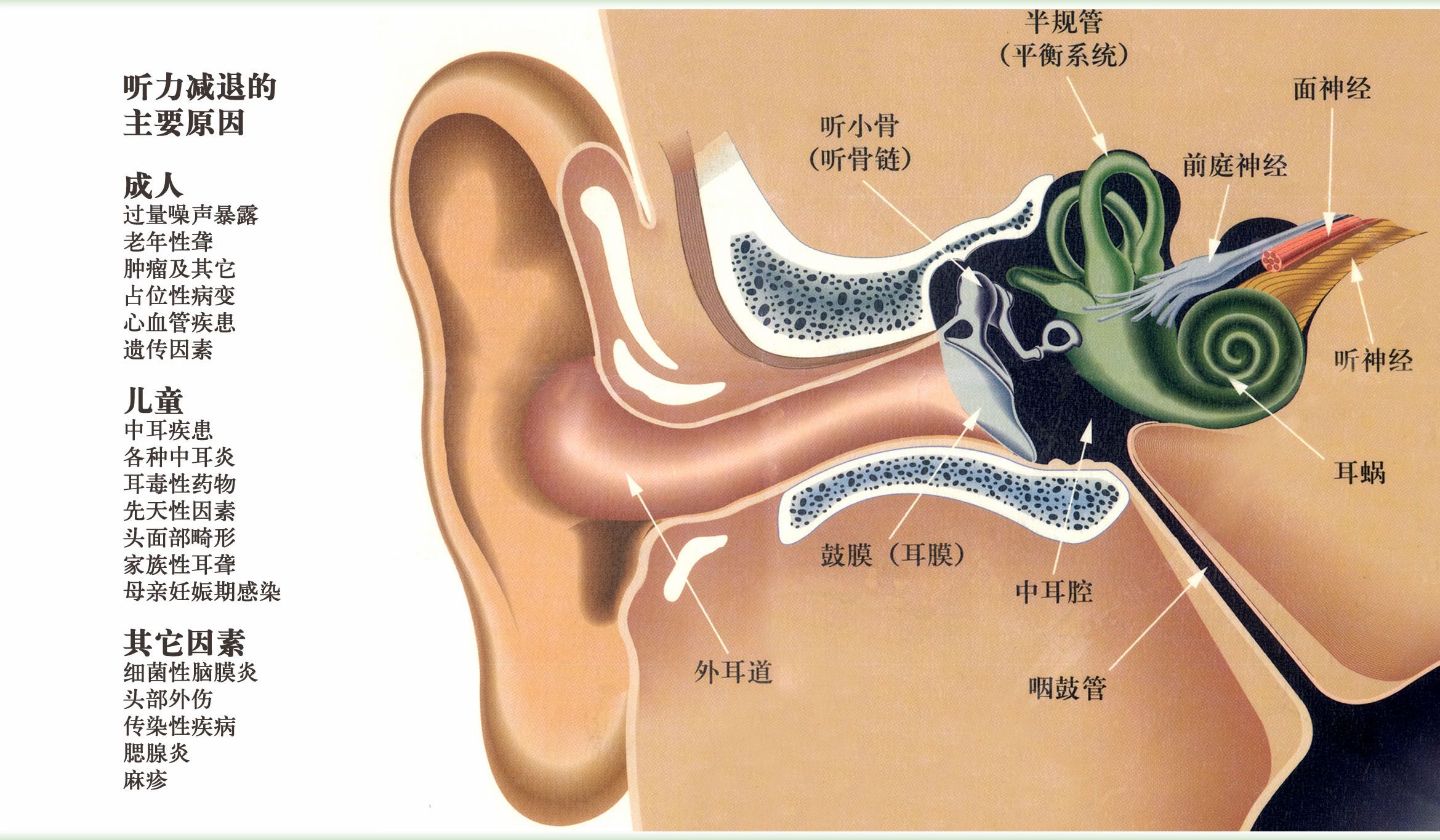 如果我們的耳朵結構損壞了或正逐漸受損,則會出現聽力損失.